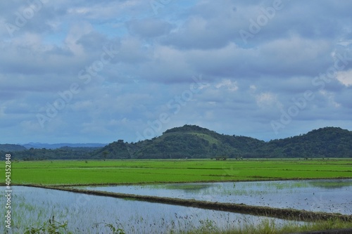 view of rice fields near the mountain