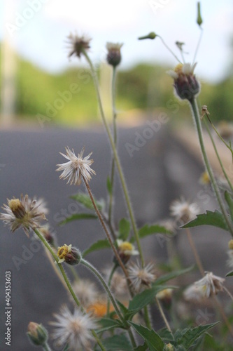 flores