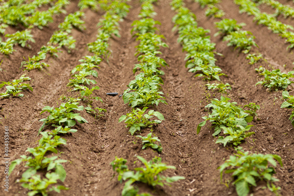 Potato Field. Fresh Green potato Field Agriculture Background. Potato Field. Fresh Green potato Field Agriculture Background.