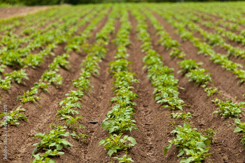 Potato Field. Fresh Green potato Field Agriculture Background. Potato Field. Fresh Green potato Field Agriculture Background.