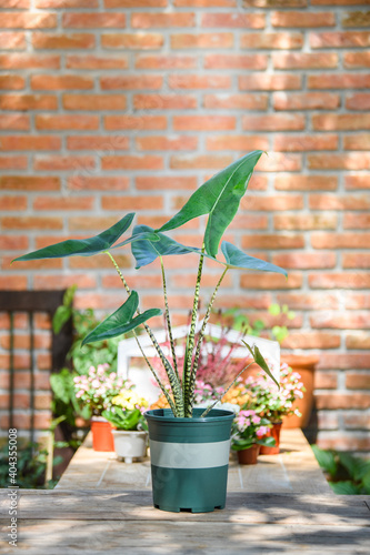  Alocasia zebrina in green pot.