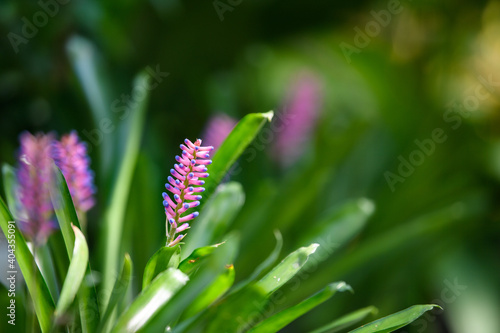 Aechmea gamosepala in garden