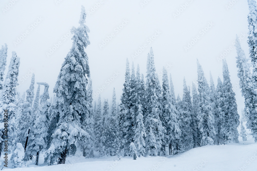 Naklejka premium Trees covered by snow at winter