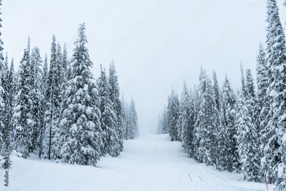 Fototapeta premium Trees covered by snow in winter time