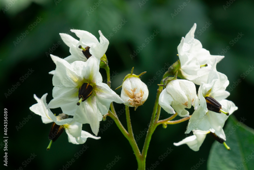 Blossom Of A Potato
