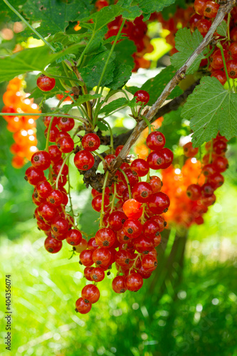 Fruit Of Red Currant At A Shrub photo