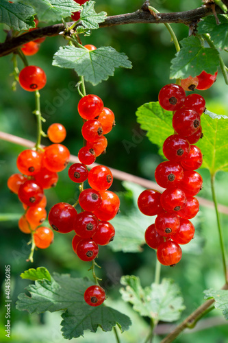 Fruit Of Red Currant At A Shrub photo