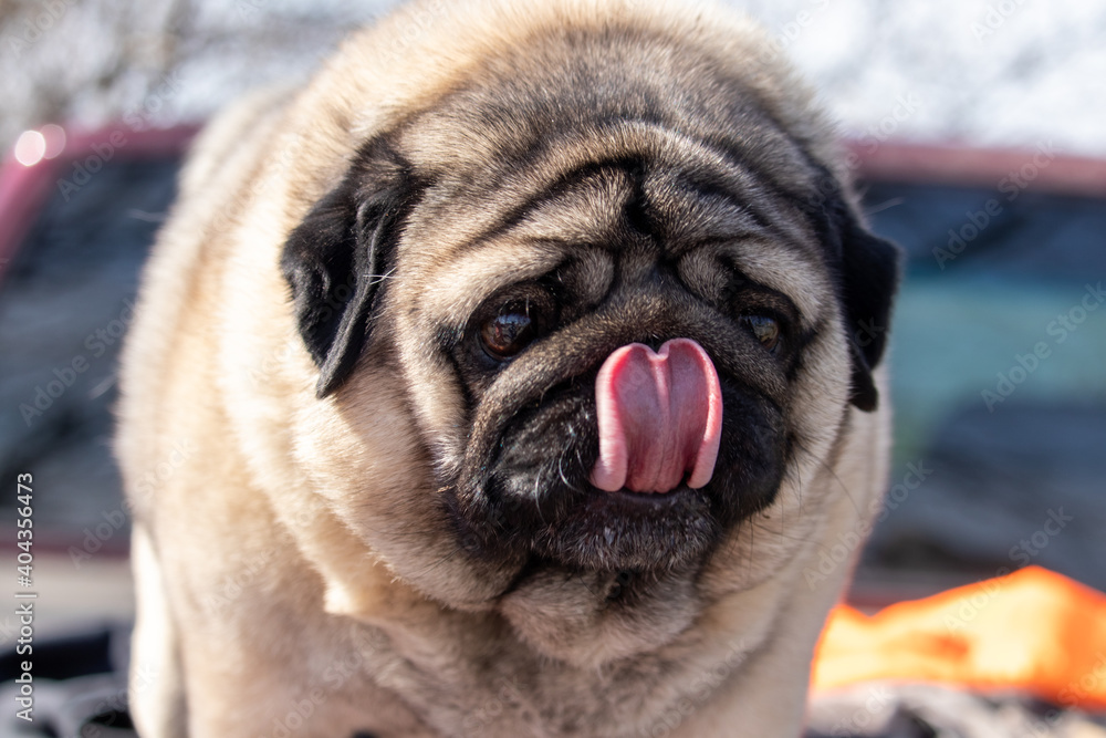 Pug Pug