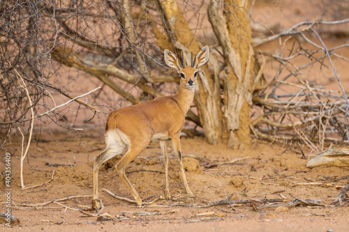 Cute steenbok on alert in front of tree in Etosha National Park photo