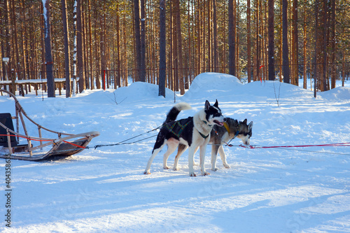 Husky sled carrying a sleigh