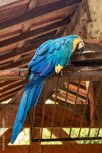blue and yellow macaw