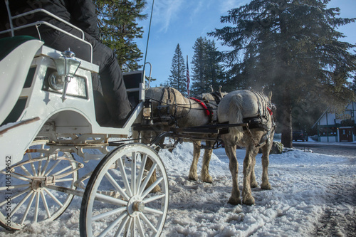 vintage horse carriage and coachman