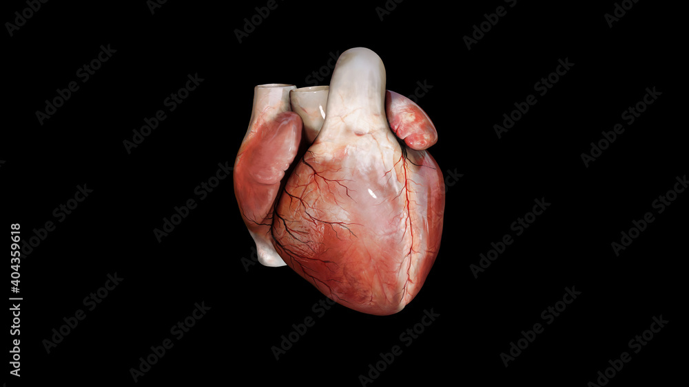 Fototapeta premium human heart anatomy. Isolated on black background. 3D render