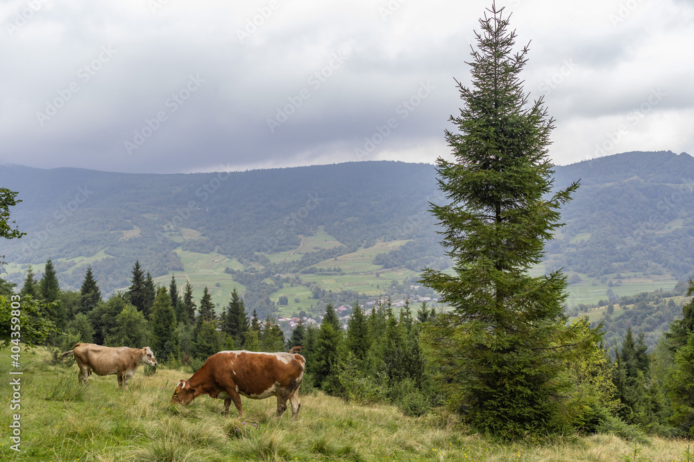 Naklejka premium Cows Graze in the Carpathian mountains Meadow. Majestic view on beautiful foggy Carpathian mountains Meadow