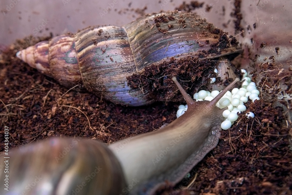 snails lay eggs in rice fields. Family of African snails Achatina near
