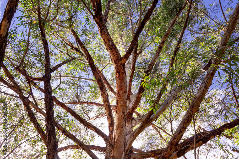 Fototapeta premium close up tree trunk overlooking the sky, looks green and its blue with clouds