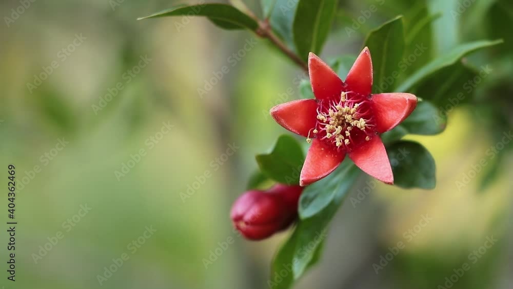 Pomegranate tree in very beautiful red bloom like a star. How to make pomegrnate to bloom concept Pomegranate tree in very beautiful red bloom like a star. How to make pomegrnate to bloom concept
