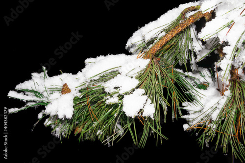 A brunch of a conifer tree covered with fresh snow isolated on black background, a cone growing on a tree