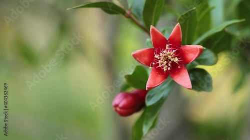 Pomegranate tree in very beautiful red bloom like a star. How to make pomegrnate to bloom concept photo