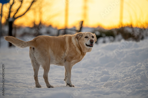 Fototapeta Naklejka Na Ścianę i Meble -  Labrador retriever dog walking and playing in a park with snow