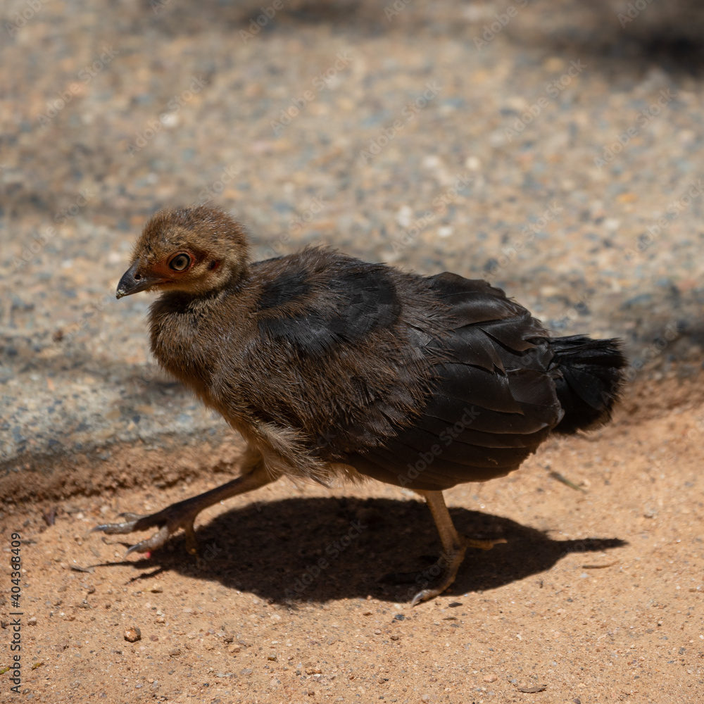 Little baby brown turkey with big eyes Little baby brown turkey with big eyes