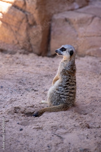 Cute big eyed meerkat on the lookout © Elias Bitar