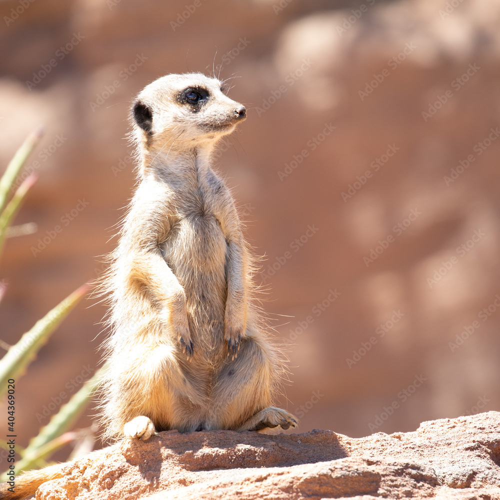 Fototapeta premium Cute big eyed meerkat on the lookout