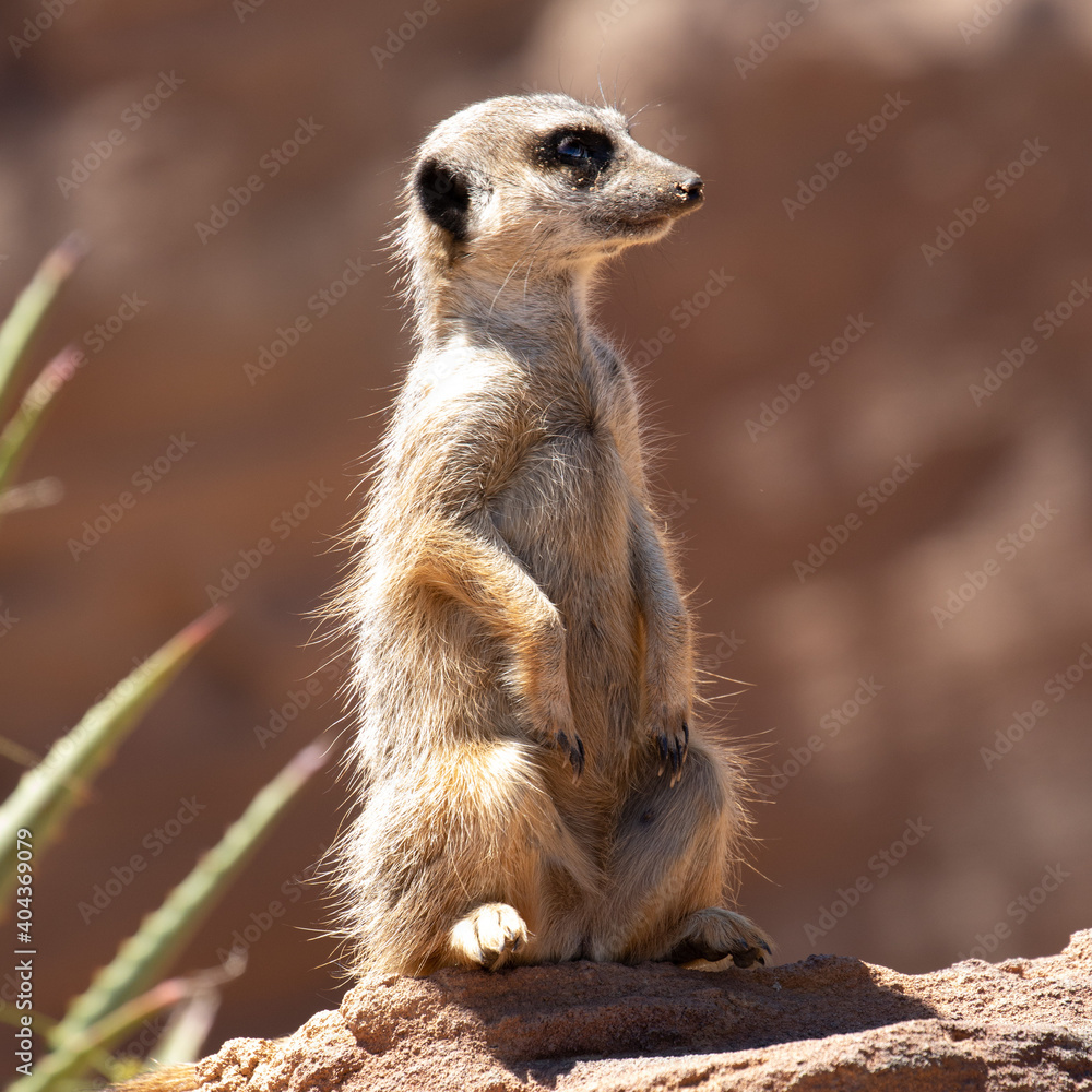 Fototapeta premium Cute big eyed meerkat on the lookout