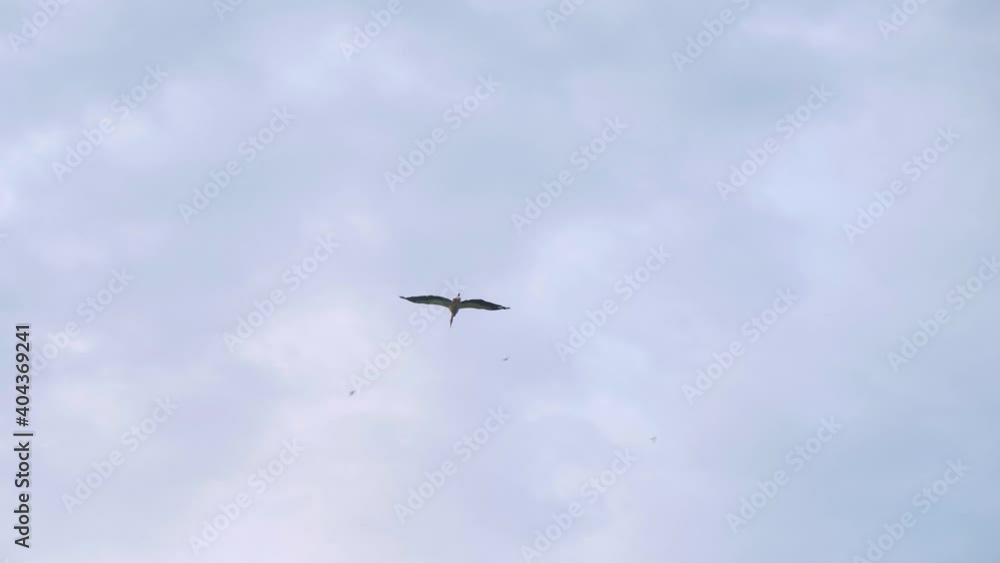 Slow motion of beautiful stork flying high in the sky. Bird flying in wildlife Slow motion of beautiful stork flying high in the sky. Bird flying in wildlife