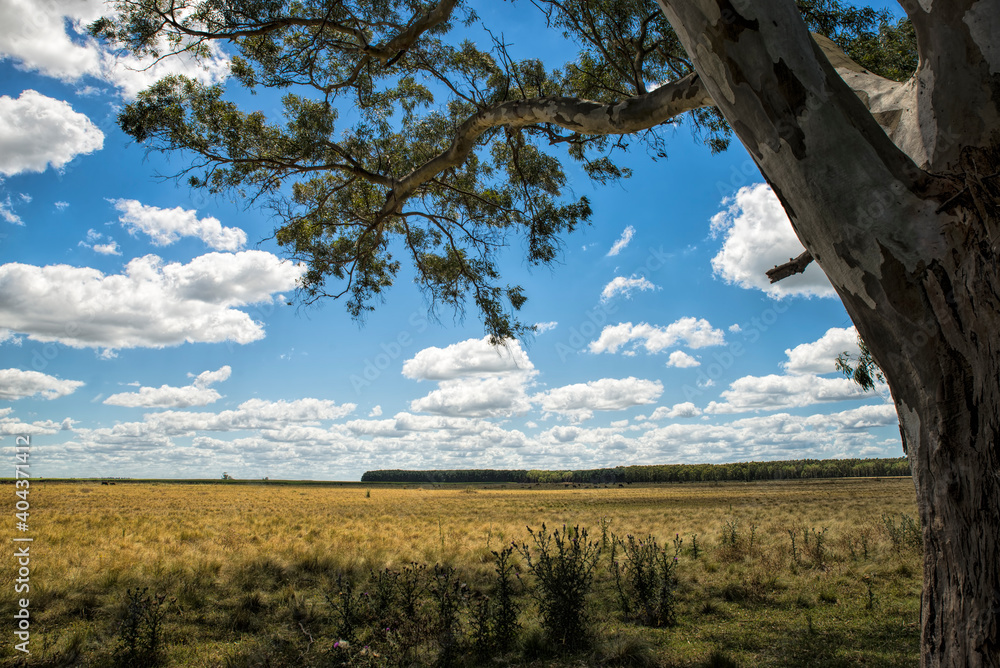 landscape with trees in Argentina Soja fields landscape with trees in Argentina Soja fields