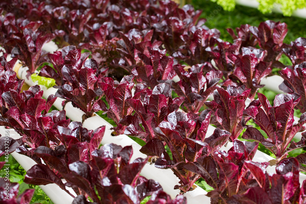 Red romaine lettuce growing in greenhouse