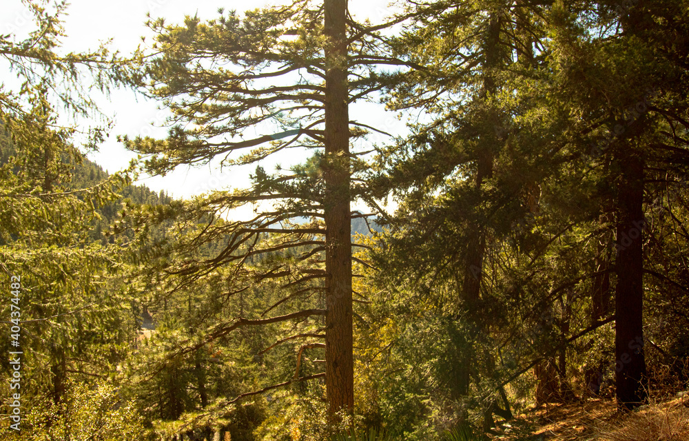 Fototapeta premium San Bernardino Forest