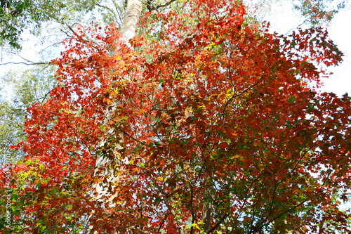 Red maple or Acer calcaratum leaves during Autumn with sunlight and blue sky, for background. photo