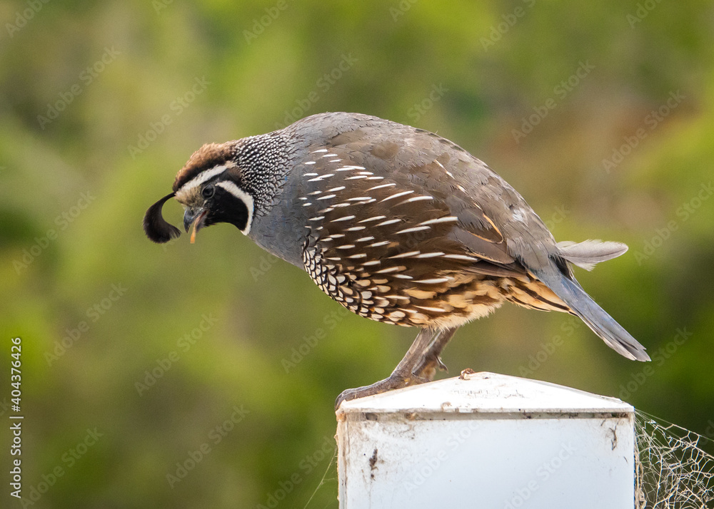 Φωτογραφία The California quail (Callipepla californica) is a small ground-dwelling bird in the New World quail family