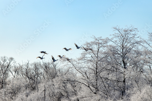 北海道　阿寒郡鶴居村の樹氷とタンチョウ鶴 photo