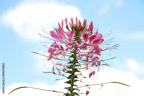 Pink spider flower or cleome spinosa linn on blue sky, close up in the garden. photo