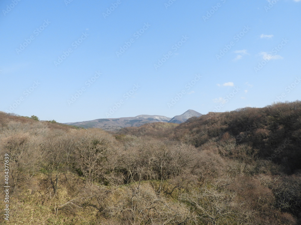 早春の白神山地・青森県深浦町