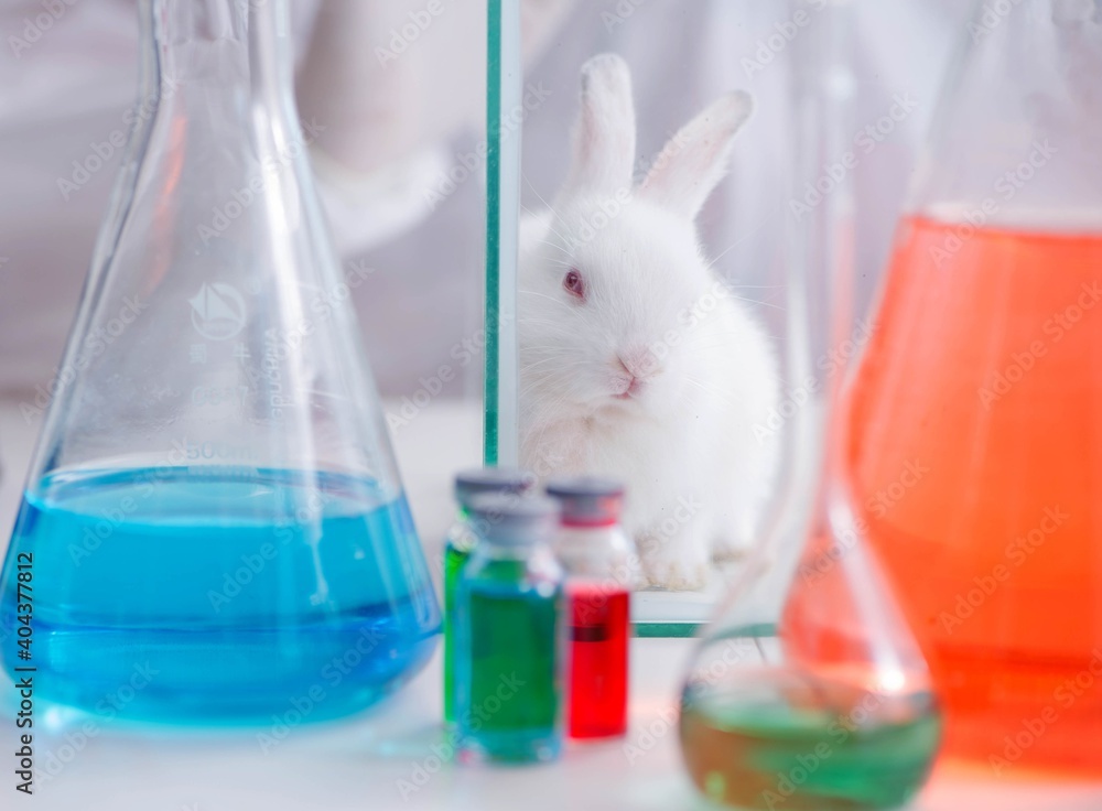 White rabbit in scientific lab experiment White rabbit in scientific lab experiment