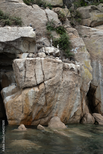 A nesting colony of Spotted shags on a granite cliff by the Able Tasman National Park, New Zealand. 