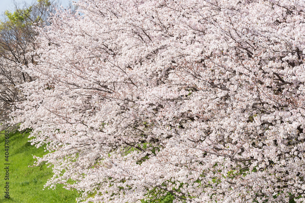 満開の桜の花 満開の桜の花