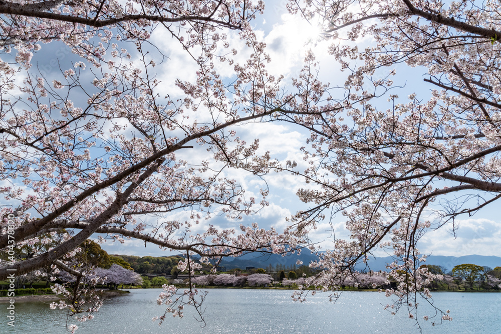 custom made wallpaper toronto digital桜の咲く水辺の公園