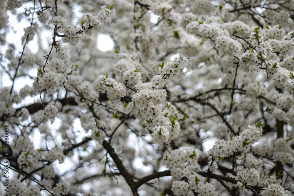 Blooming trees with white flowers Blooming trees with white flowers