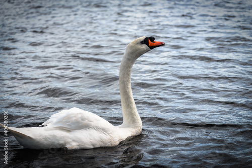 Portrait of a white swan in water