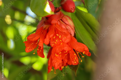 red Rose of Venezuela flower photo