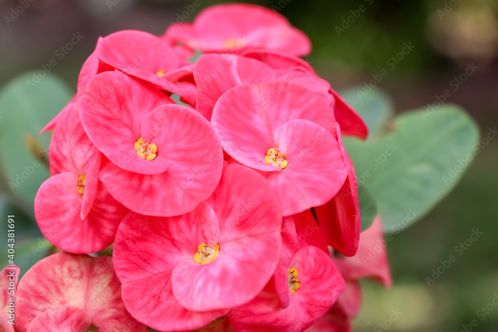 Euphorbia milii Desmoul flower Euphorbia milii Desmoul flower