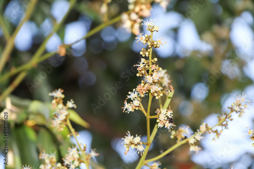 Dimocarpus longan Lour flower © kittisak