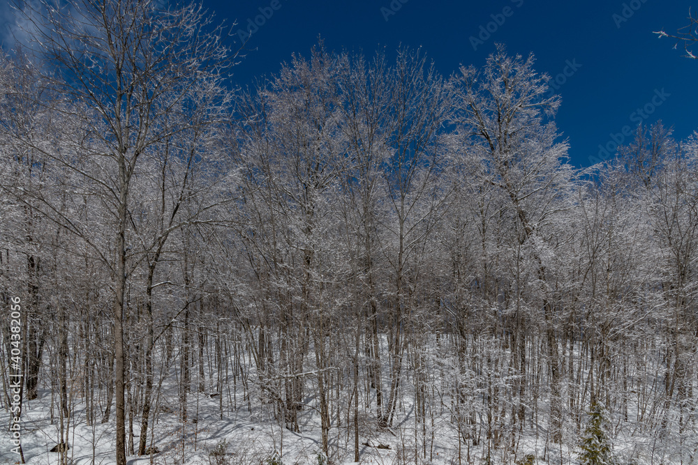 Cold Frosty forest scene ice covered landscape Cold Frosty forest scene ice covered landscape