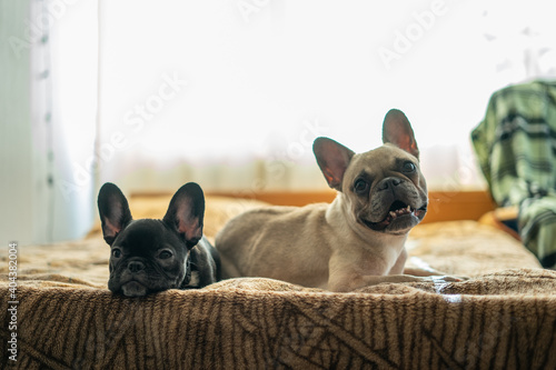 two cute french bulldog or puppy lying or resting on bed in room