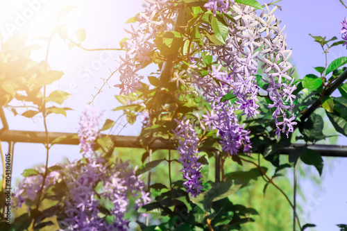 Petrea volubilis flower photo