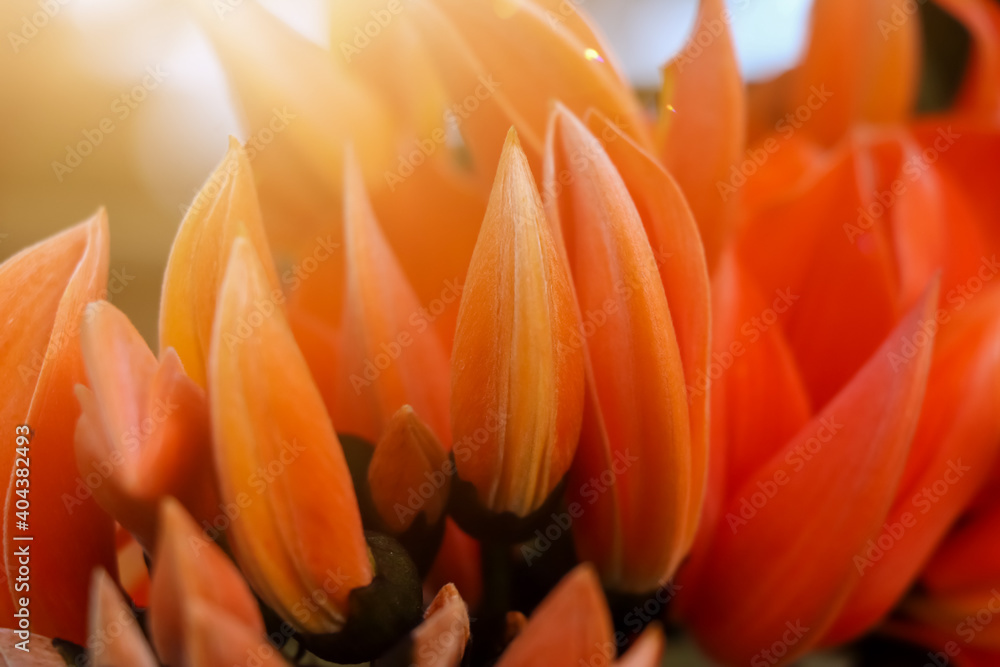 Butea monosperma flower